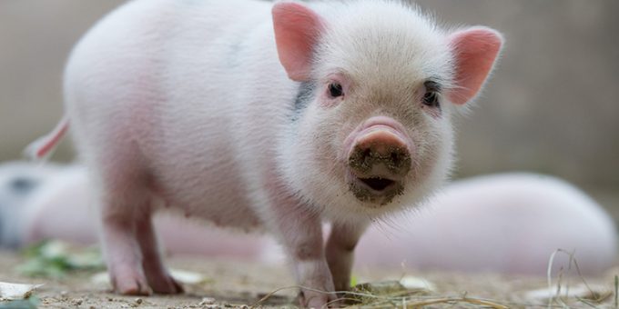 Giải mã giấc mơ thấy heo